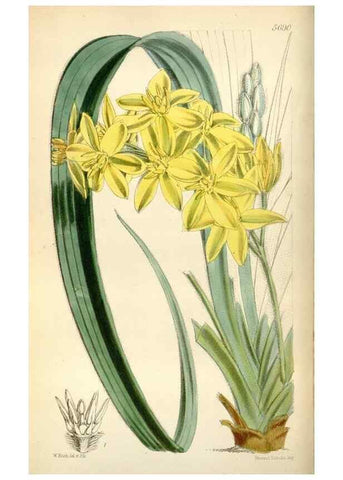 Reproducción/Reproduction 34430869624: Curtis's botanical magazine.. London ; New York [etc.] :Academic Press [etc.]