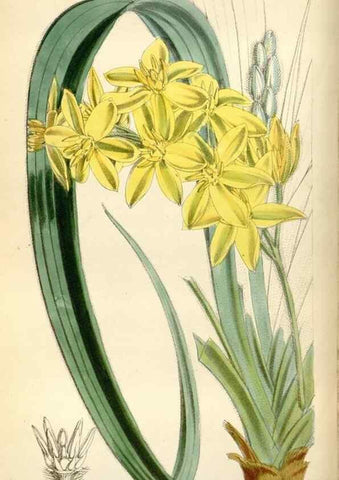 Reproducción/Reproduction 34430869624: Curtis's botanical magazine.. London ; New York [etc.] :Academic Press [etc.]