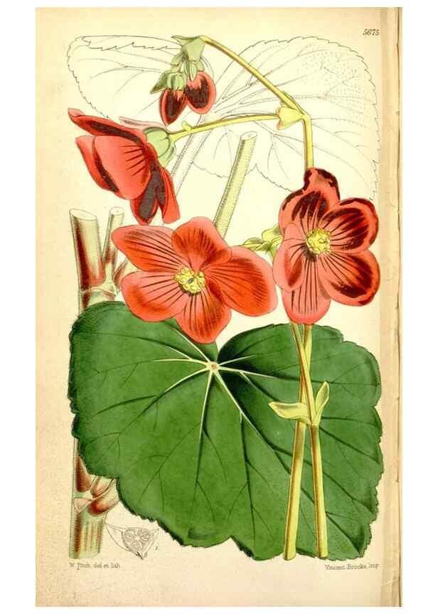 Reproducción/Reproduction 34430777974: Curtis's botanical magazine.. London ; New York [etc.] :Academic Press [etc.]