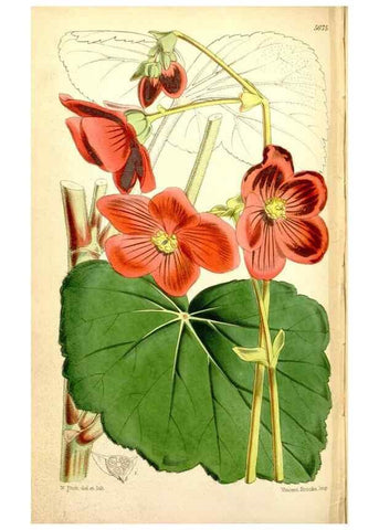 Reproducción/Reproduction 34430777974: Curtis's botanical magazine.. London ; New York [etc.] :Academic Press [etc.]