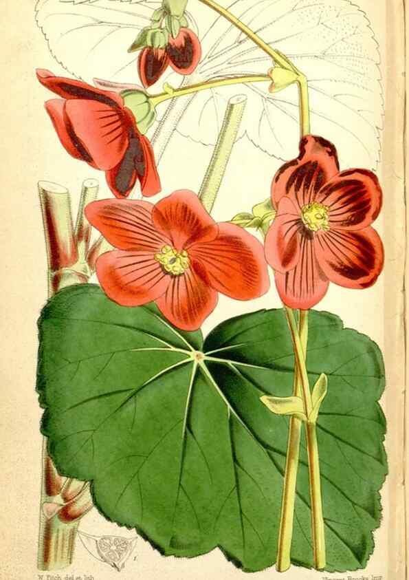 Reproducción/Reproduction 34430777974: Curtis's botanical magazine.. London ; New York [etc.] :Academic Press [etc.]