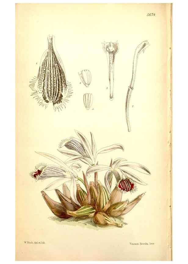 Reproducción/Reproduction 35234240076: Curtis's botanical magazine.. London ; New York [etc.] :Academic Press [etc.]