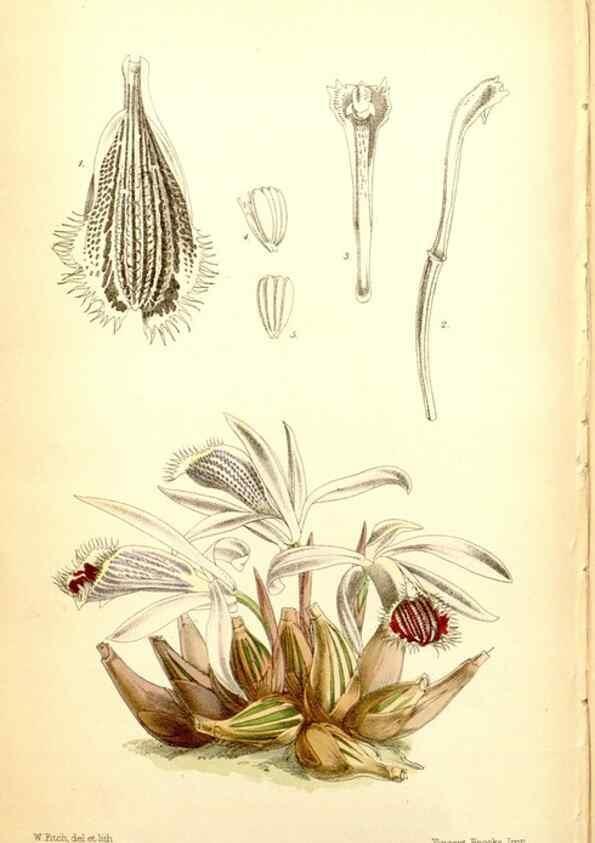 Reproducción/Reproduction 35234240076: Curtis's botanical magazine.. London ; New York [etc.] :Academic Press [etc.]