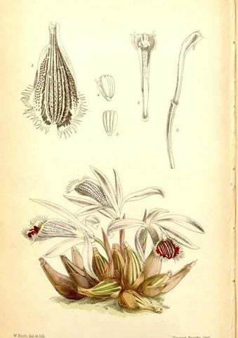 Reproducción/Reproduction 35234240076: Curtis's botanical magazine.. London ; New York [etc.] :Academic Press [etc.]