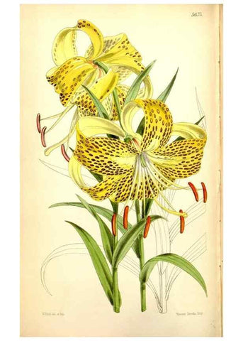 Reproducción/Reproduction 35234239016: Curtis's botanical magazine.. London ; New York [etc.] :Academic Press [etc.]