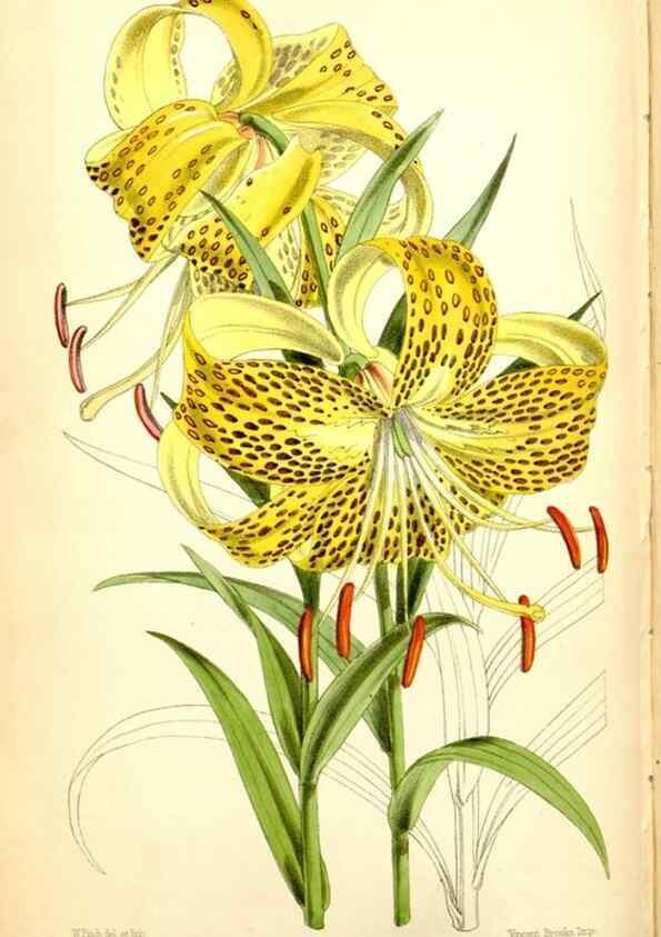Reproducción/Reproduction 35234239016: Curtis's botanical magazine.. London ; New York [etc.] :Academic Press [etc.]