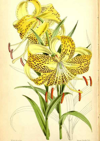 Reproducción/Reproduction 35234239016: Curtis's botanical magazine.. London ; New York [etc.] :Academic Press [etc.]