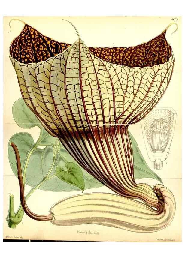 Reproducción/Reproduction 34465016633: Curtis's botanical magazine.. London ; New York [etc.] :Academic Press [etc.]