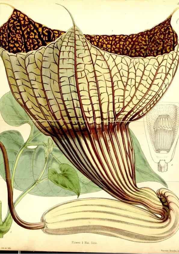 Reproducción/Reproduction 34465016633: Curtis's botanical magazine.. London ; New York [etc.] :Academic Press [etc.]