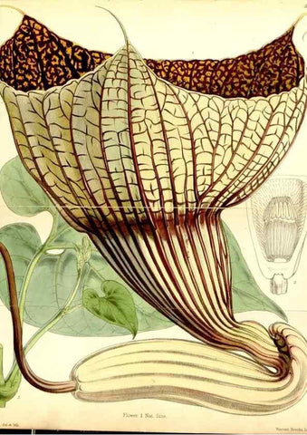 Reproducción/Reproduction 34465016633: Curtis's botanical magazine.. London ; New York [etc.] :Academic Press [etc.]