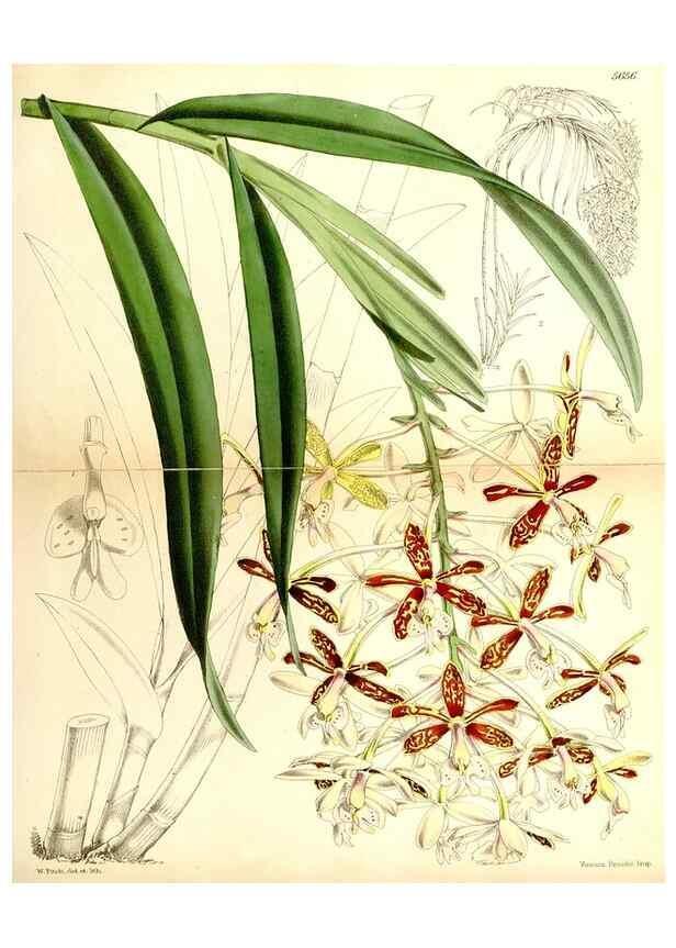 Reproducción/Reproduction 34887348880: Curtis's botanical magazine.. London ; New York [etc.] :Academic Press [etc.]