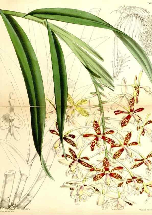 Reproducción/Reproduction 34887348880: Curtis's botanical magazine.. London ; New York [etc.] :Academic Press [etc.]