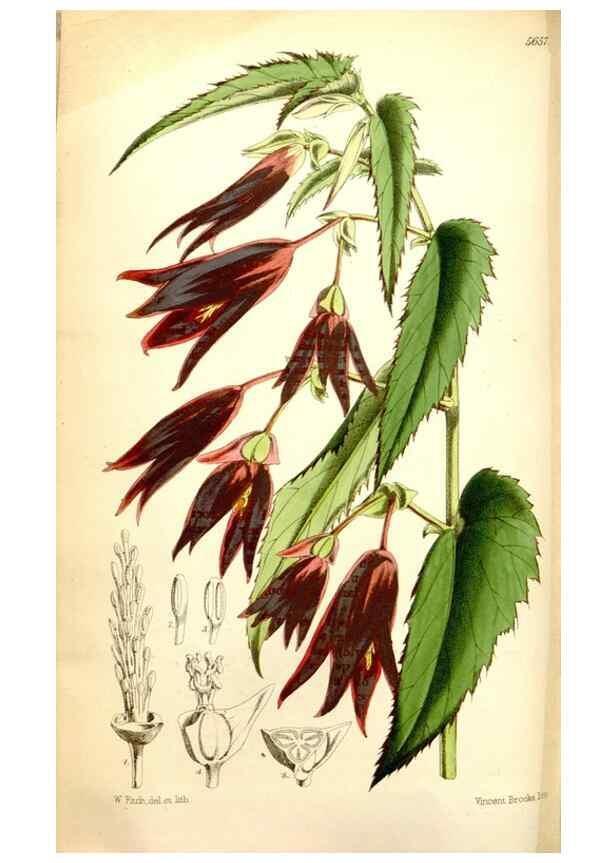 Reproducción/Reproduction 34887351750: Curtis's botanical magazine.. London ; New York [etc.] :Academic Press [etc.]