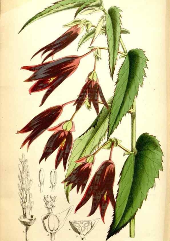Reproducción/Reproduction 34887351750: Curtis's botanical magazine.. London ; New York [etc.] :Academic Press [etc.]