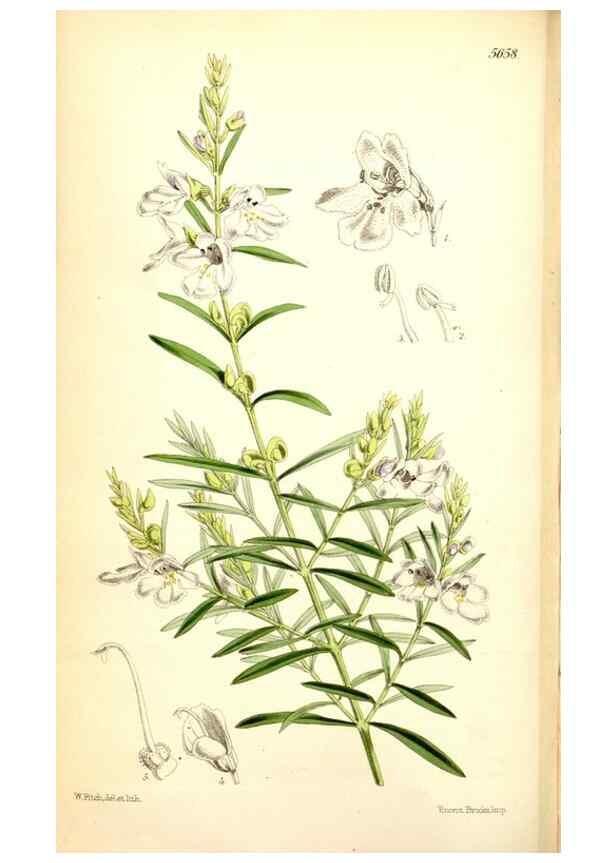Reproducción/Reproduction 34887355020: Curtis's botanical magazine.. London ; New York [etc.] :Academic Press [etc.]