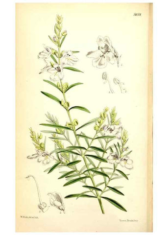 Reproducción/Reproduction 34887355020: Curtis's botanical magazine.. London ; New York [etc.] :Academic Press [etc.]