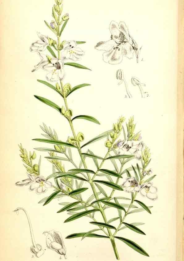 Reproducción/Reproduction 34887355020: Curtis's botanical magazine.. London ; New York [etc.] :Academic Press [etc.]