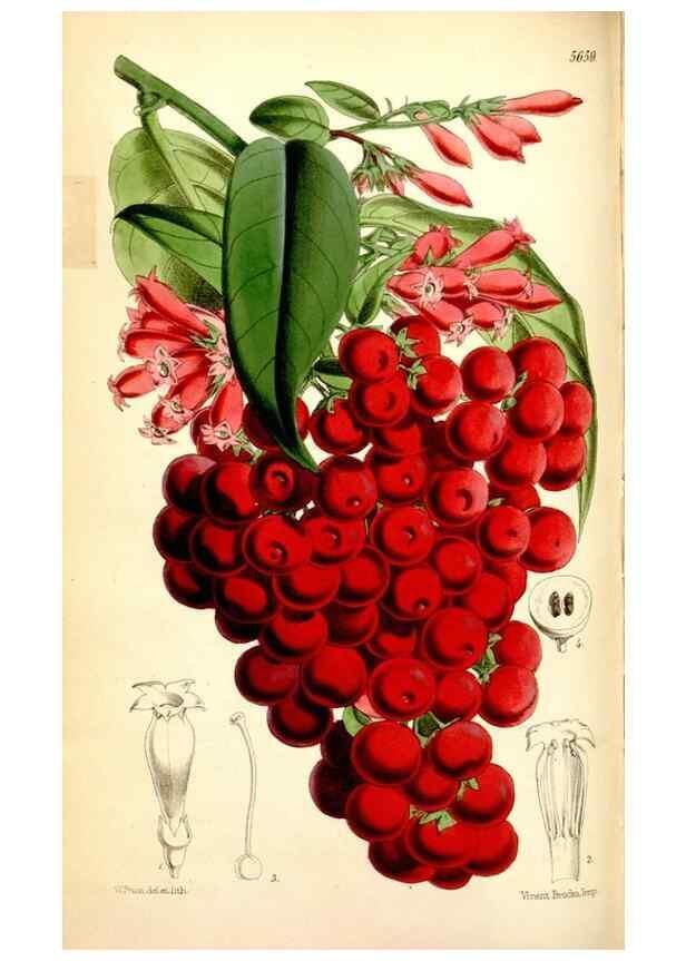 Reproducción/Reproduction 34887358380: Curtis's botanical magazine.. London ; New York [etc.] :Academic Press [etc.]