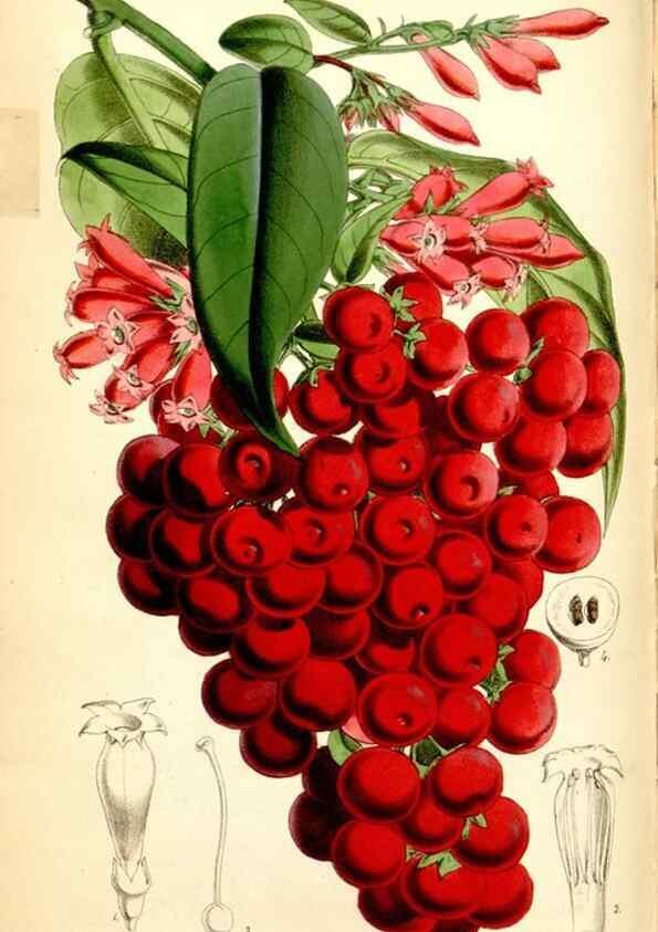 Reproducción/Reproduction 34887358380: Curtis's botanical magazine.. London ; New York [etc.] :Academic Press [etc.]