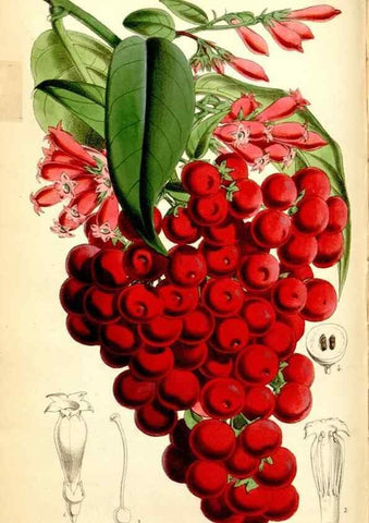 Reproducción/Reproduction 34887358380: Curtis's botanical magazine.. London ; New York [etc.] :Academic Press [etc.]