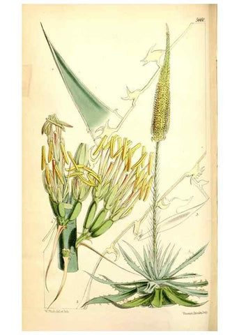 Reproducción/Reproduction 34887361830: Curtis's botanical magazine.. London ; New York [etc.] :Academic Press [etc.]