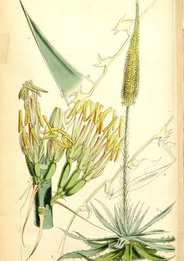 Reproducción/Reproduction 34887361830: Curtis's botanical magazine.. London ; New York [etc.] :Academic Press [etc.]