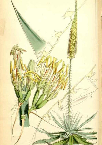 Reproducción/Reproduction 34887361830: Curtis's botanical magazine.. London ; New York [etc.] :Academic Press [etc.]