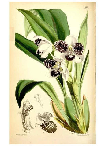 Reproducción/Reproduction 34887365550: Curtis's botanical magazine.. London ; New York [etc.] :Academic Press [etc.]
