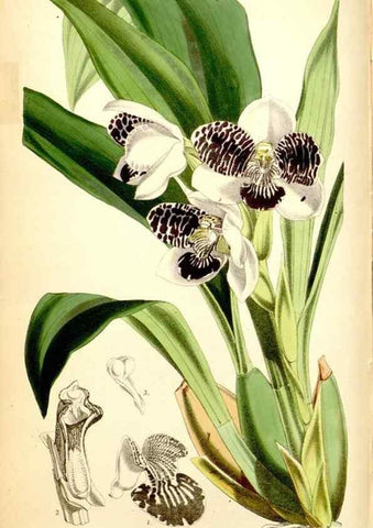 Reproducción/Reproduction 34887365550: Curtis's botanical magazine.. London ; New York [etc.] :Academic Press [etc.]