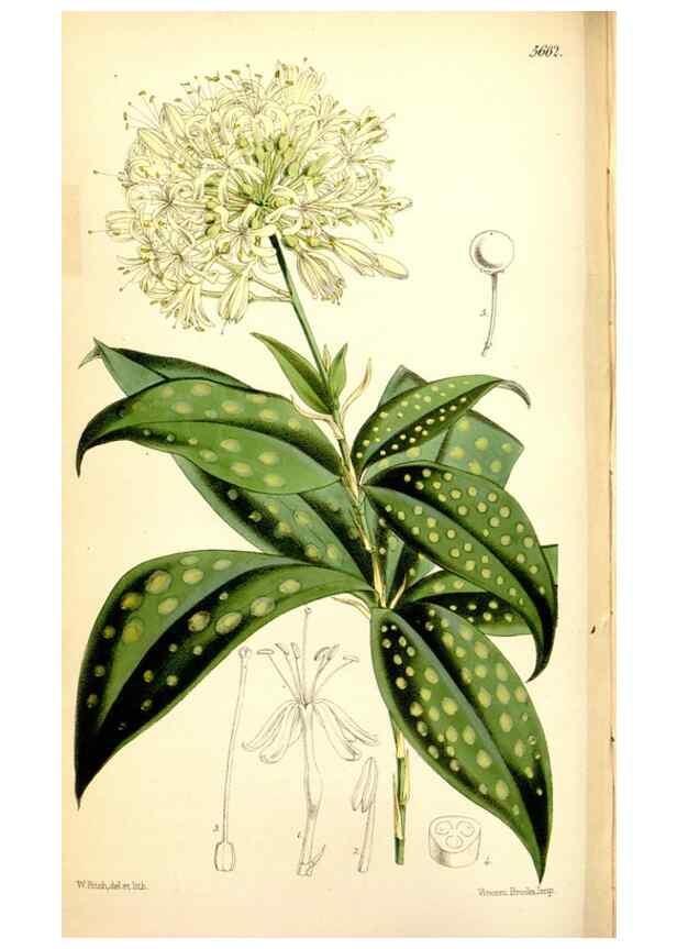 Reproducción/Reproduction 35108120862: Curtis's botanical magazine.. London ; New York [etc.] :Academic Press [etc.]
