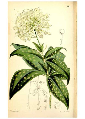 Reproducción/Reproduction 35108120862: Curtis's botanical magazine.. London ; New York [etc.] :Academic Press [etc.]