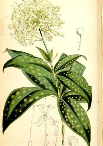 Reproducción/Reproduction 35108120862: Curtis's botanical magazine.. London ; New York [etc.] :Academic Press [etc.]