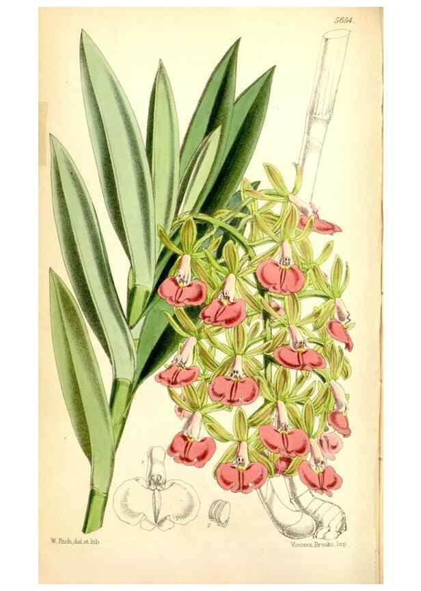 Reproducción/Reproduction 35234213816: Curtis's botanical magazine.. London ; New York [etc.] :Academic Press [etc.]