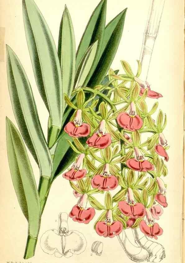 Reproducción/Reproduction 35234213816: Curtis's botanical magazine.. London ; New York [etc.] :Academic Press [etc.]