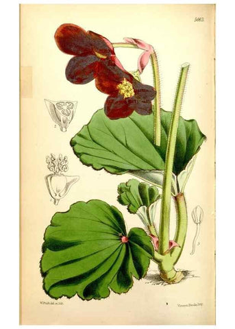 Reproducción/Reproduction 35108122002: Curtis's botanical magazine.. London ; New York [etc.] :Academic Press [etc.]
