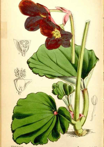 Reproducción/Reproduction 35108122002: Curtis's botanical magazine.. London ; New York [etc.] :Academic Press [etc.]