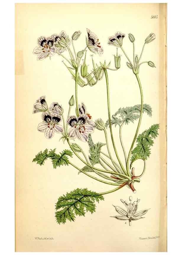 Reproducción/Reproduction 34887377970: Curtis's botanical magazine.. London ; New York [etc.] :Academic Press [etc.]