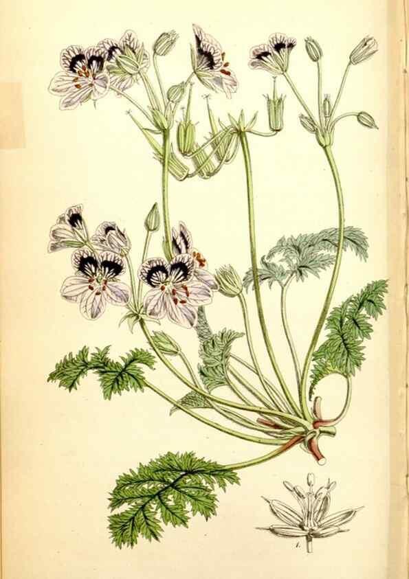 Reproducción/Reproduction 34887377970: Curtis's botanical magazine.. London ; New York [etc.] :Academic Press [etc.]