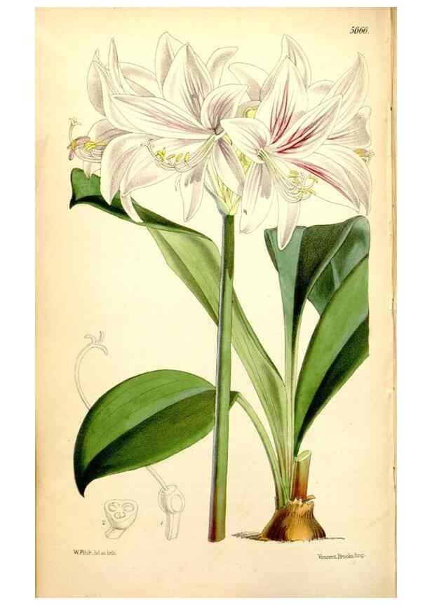 Reproducción/Reproduction 34887381430: Curtis's botanical magazine.. London ; New York [etc.] :Academic Press [etc.]