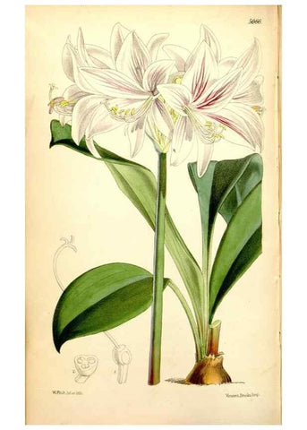 Reproducción/Reproduction 34887381430: Curtis's botanical magazine.. London ; New York [etc.] :Academic Press [etc.]