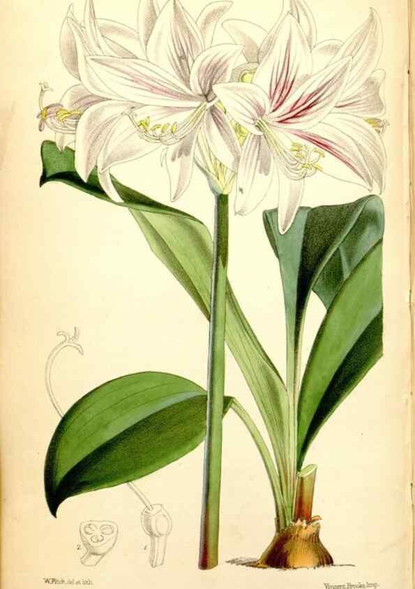 Reproducción/Reproduction 34887381430: Curtis's botanical magazine.. London ; New York [etc.] :Academic Press [etc.]