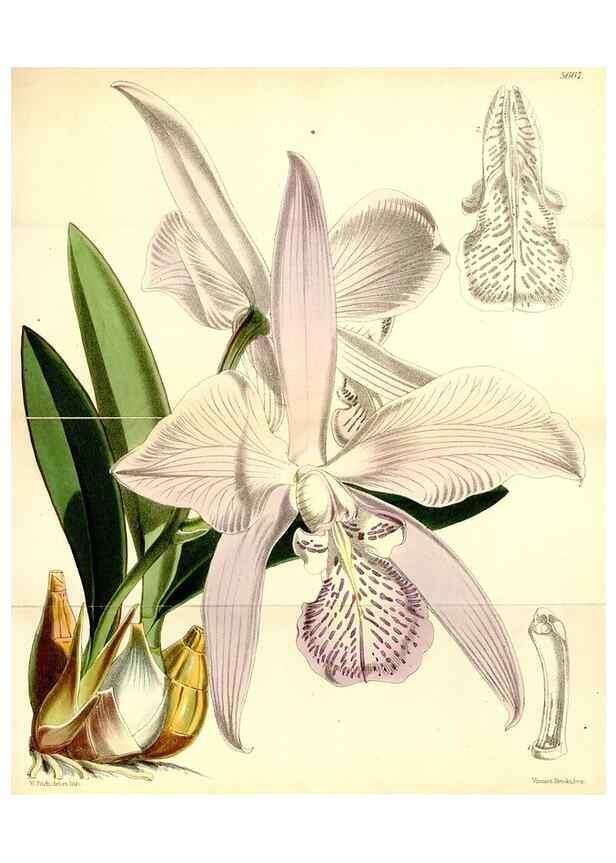 Reproducción/Reproduction 34887384040: Curtis's botanical magazine.. London ; New York [etc.] :Academic Press [etc.]