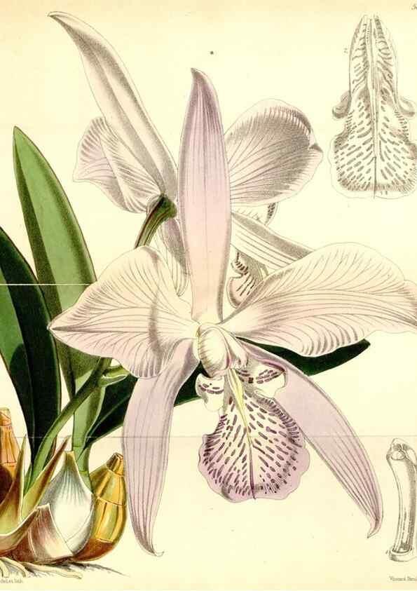 Reproducción/Reproduction 34887384040: Curtis's botanical magazine.. London ; New York [etc.] :Academic Press [etc.]