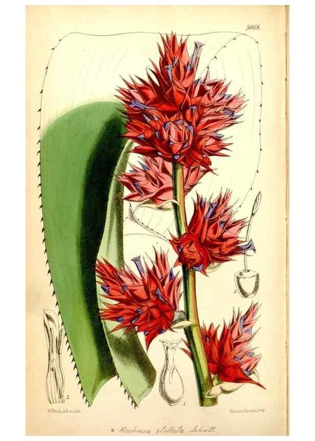 Reproducción/Reproduction 34887386500: Curtis's botanical magazine.. London ; New York [etc.] :Academic Press [etc.]