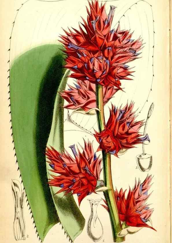 Reproducción/Reproduction 34887386500: Curtis's botanical magazine.. London ; New York [etc.] :Academic Press [etc.]