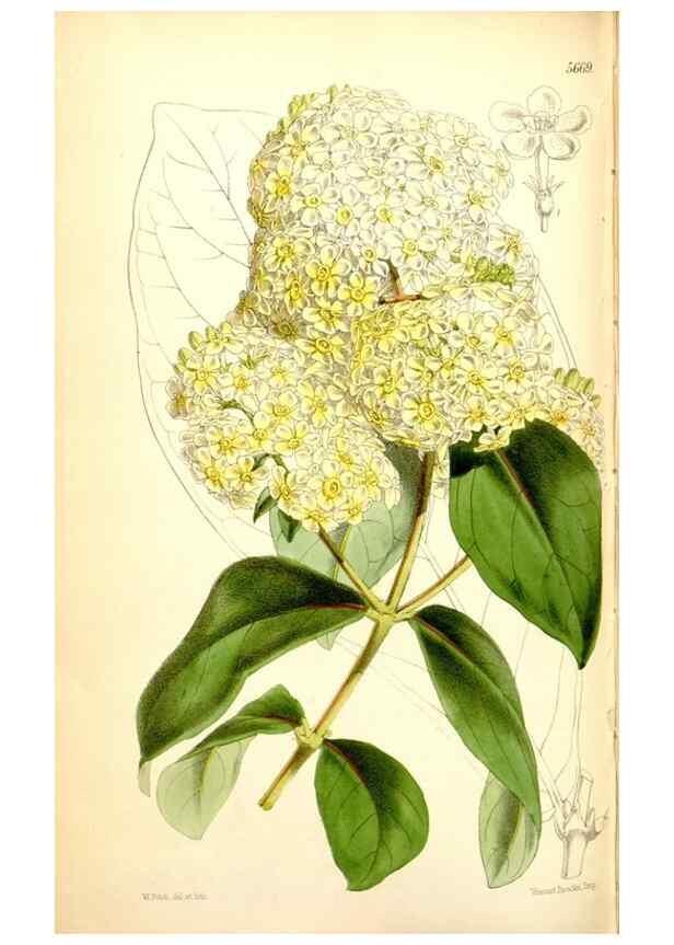 Reproducción/Reproduction 34887389200: Curtis's botanical magazine.. London ; New York [etc.] :Academic Press [etc.]