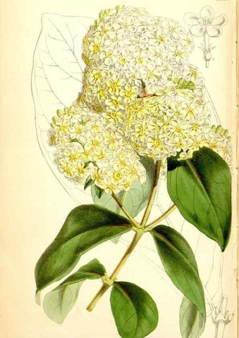 Reproducción/Reproduction 34887389200: Curtis's botanical magazine.. London ; New York [etc.] :Academic Press [etc.]