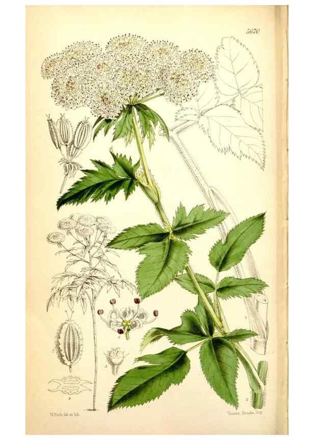 Reproducción/Reproduction 34887392070: Curtis's botanical magazine.. London ; New York [etc.] :Academic Press [etc.]