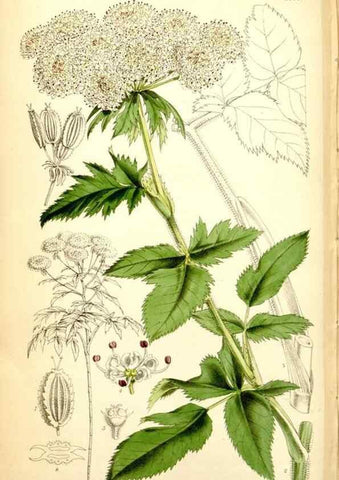 Reproducción/Reproduction 34887392070: Curtis's botanical magazine.. London ; New York [etc.] :Academic Press [etc.]