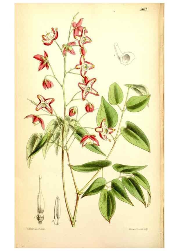 Reproducción/Reproduction 34465014063: Curtis's botanical magazine.. London ; New York [etc.] :Academic Press [etc.]